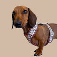 Load image into Gallery viewer, Beige Sophisticated Sausage Dachshund Anti-Rub Dog Harness
