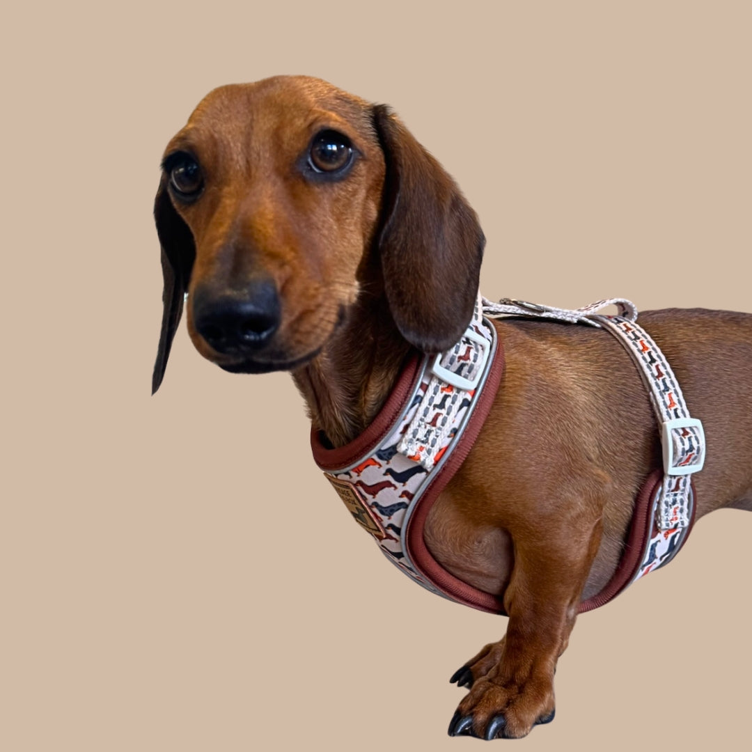 Beige Sophisticated Sausage Dachshund Anti-Rub Dog Harness