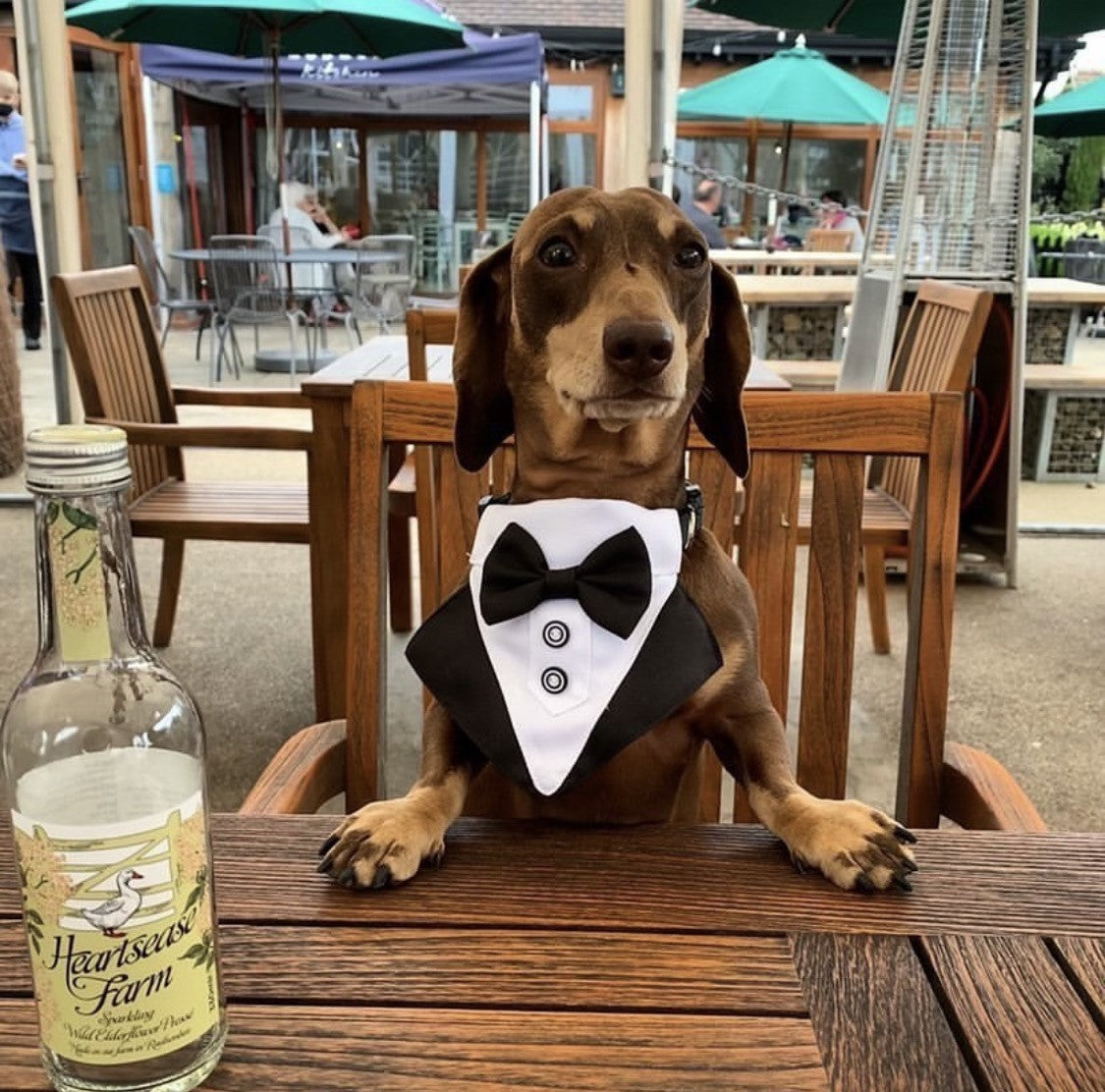 Sausage Dog Box Bowtie Cravat With Clip