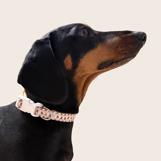 Honey Bear Sausage Dog Adjustable Collar