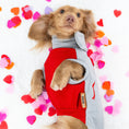 Load image into Gallery viewer, Cupids Kiss Waterproof Dachshund Harness Fleece | Sausage Dog Box DoxieDri
