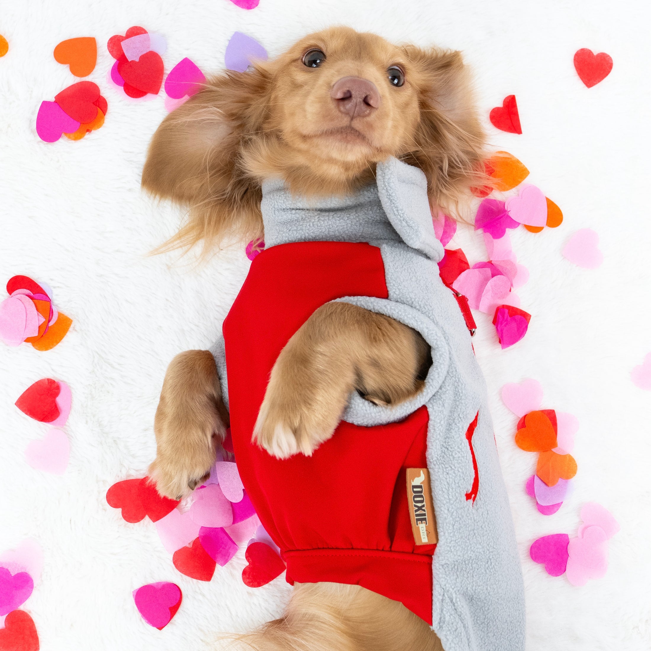 Cupids Kiss Waterproof Dachshund Harness Fleece | Sausage Dog Box DoxieDri