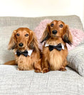 Load image into Gallery viewer, Sausage Dog Box Bow Tie Collar
