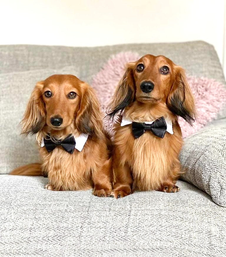Sausage Dog Box Bow Tie Collar