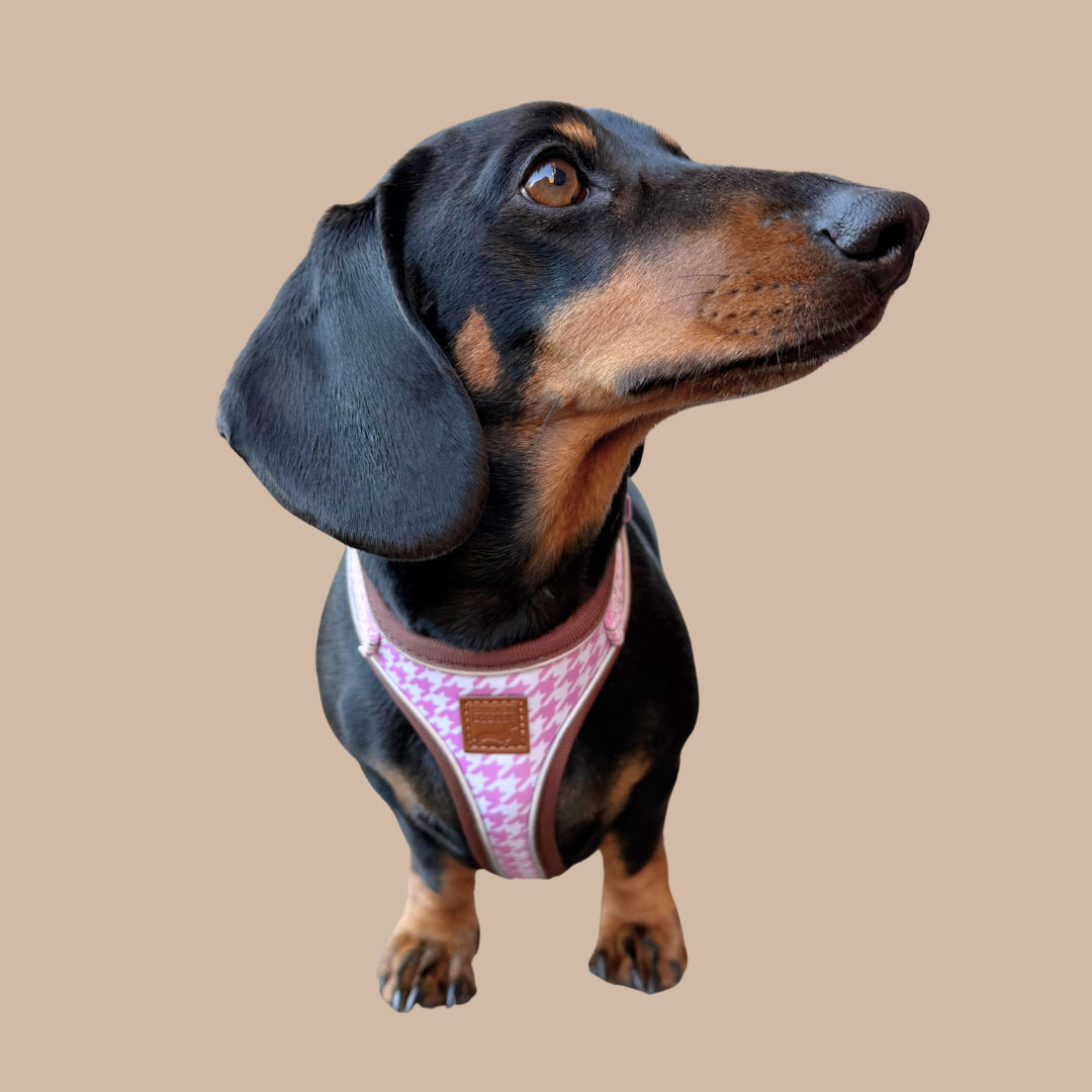 Pretty Pink Houndstooth Anti-Rub Sausage Dog Harness