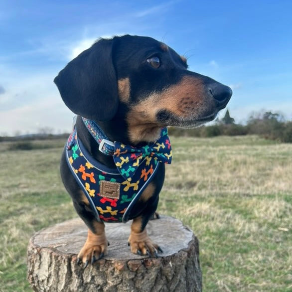 Navy Balloon Dog Dachshund Anti-Rub Harness