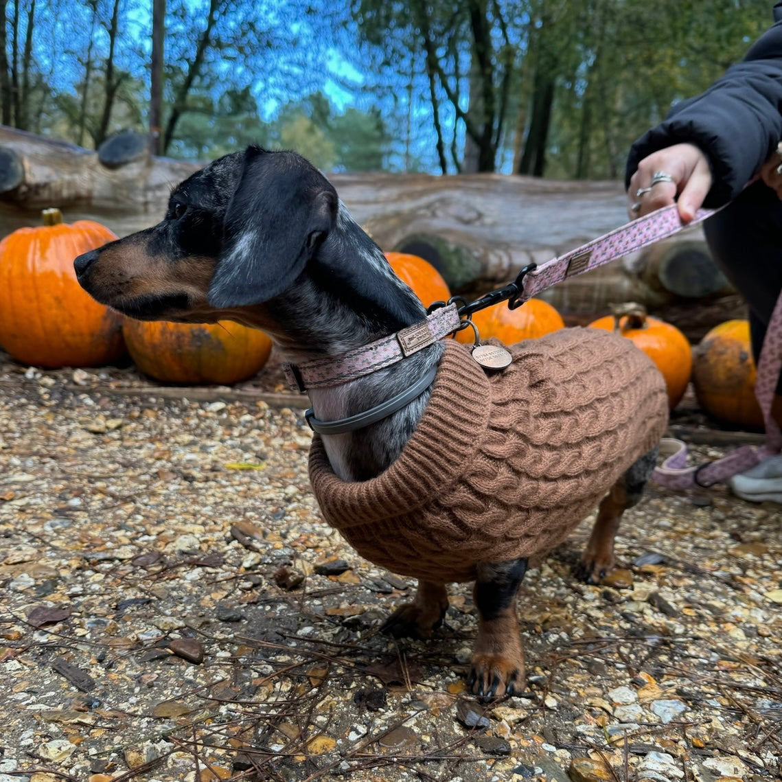 Gingerbread Cookie Luxury Cable Knit Dachshund Jumper - Sausage Dog Box