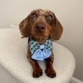 Load image into Gallery viewer, Blue Highland Argyle Sailor Bow for Dogs
