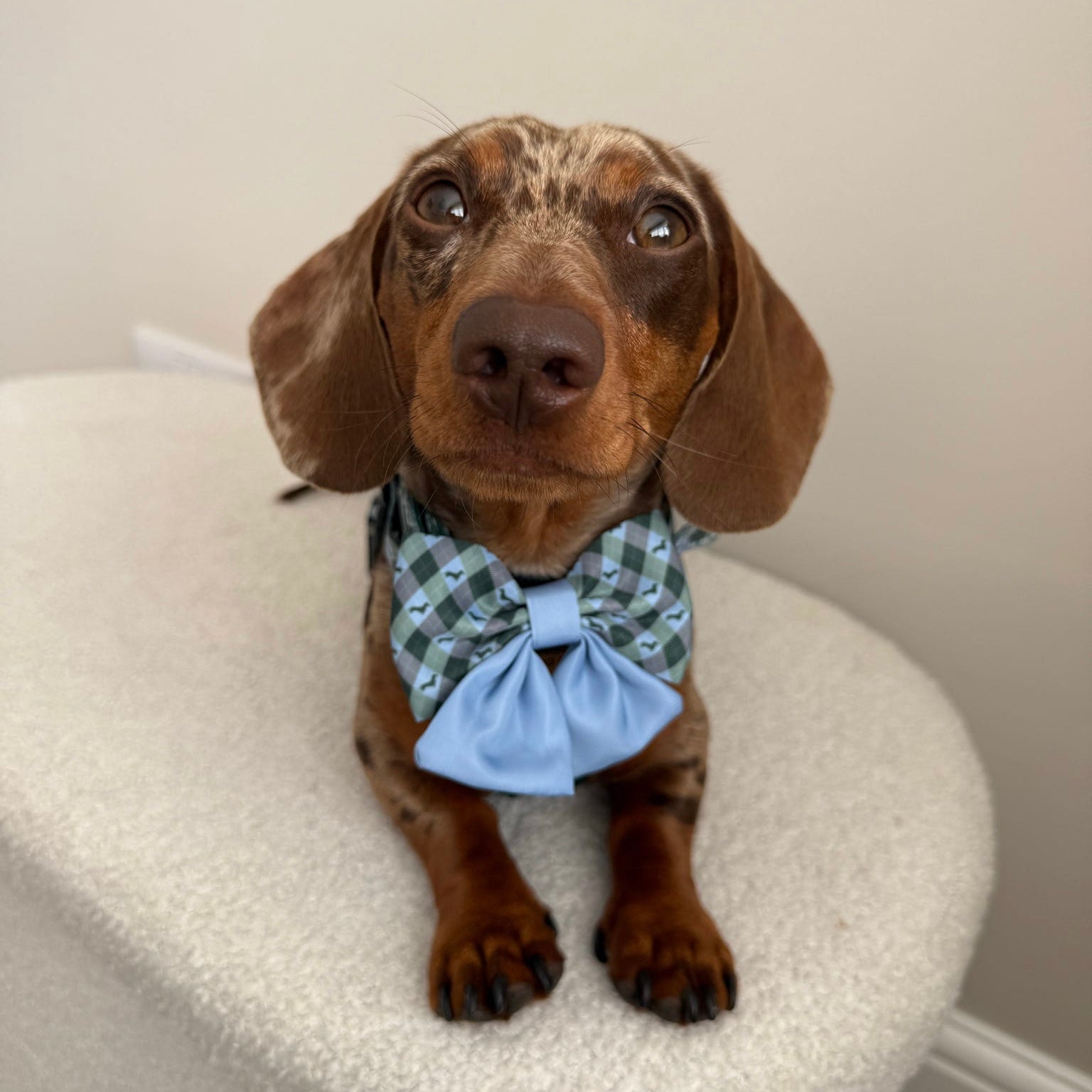 Blue Highland Argyle Sailor Bow for Dogs