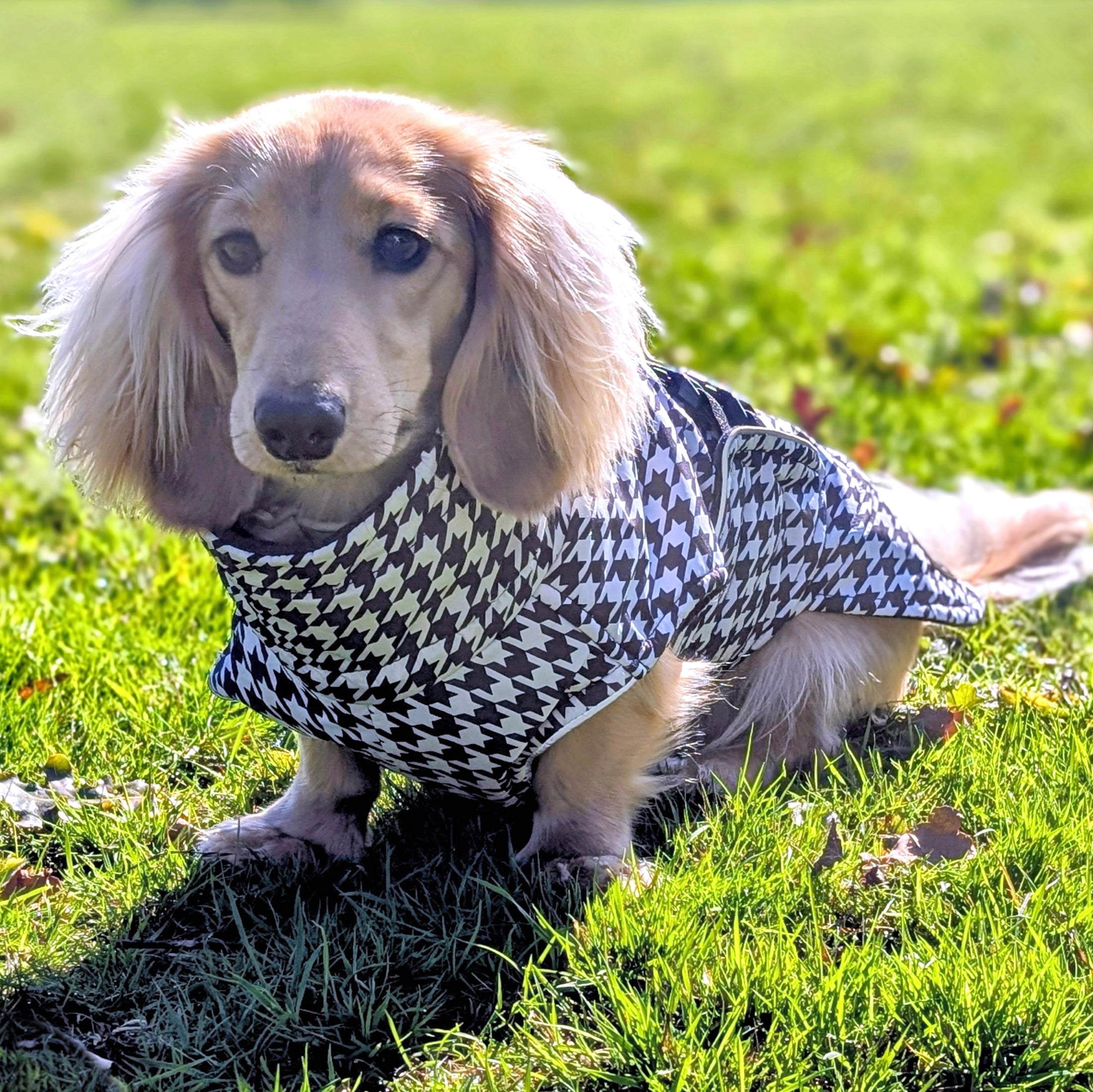 Sausage Dog Box Perfect Fit Dachshund Coat - Houndstooth