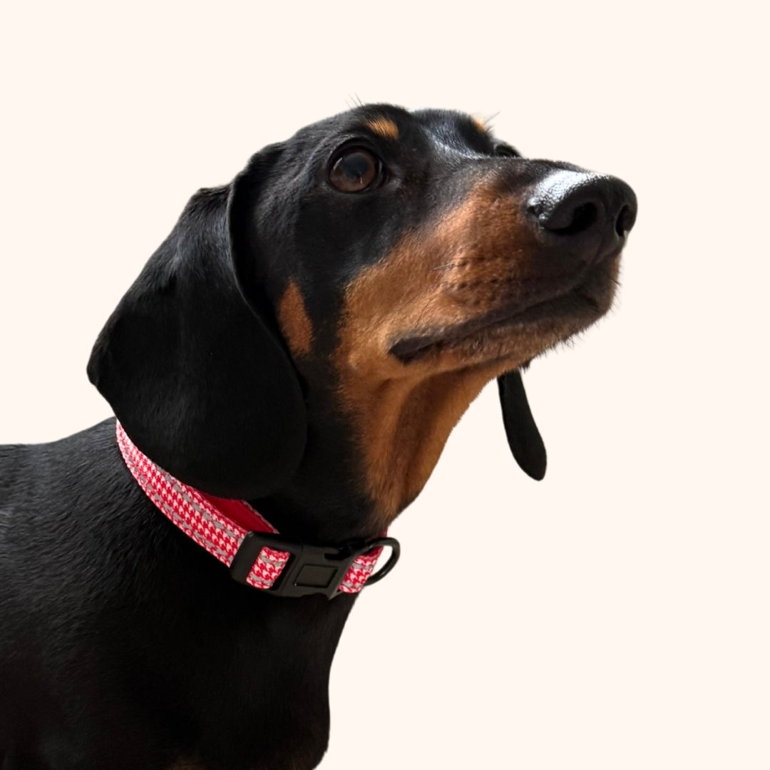 Red Houndstooth Dachshund Collar