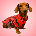 Load image into Gallery viewer, Dachshund Second Skin Tee - ‘Tart’n Up’
