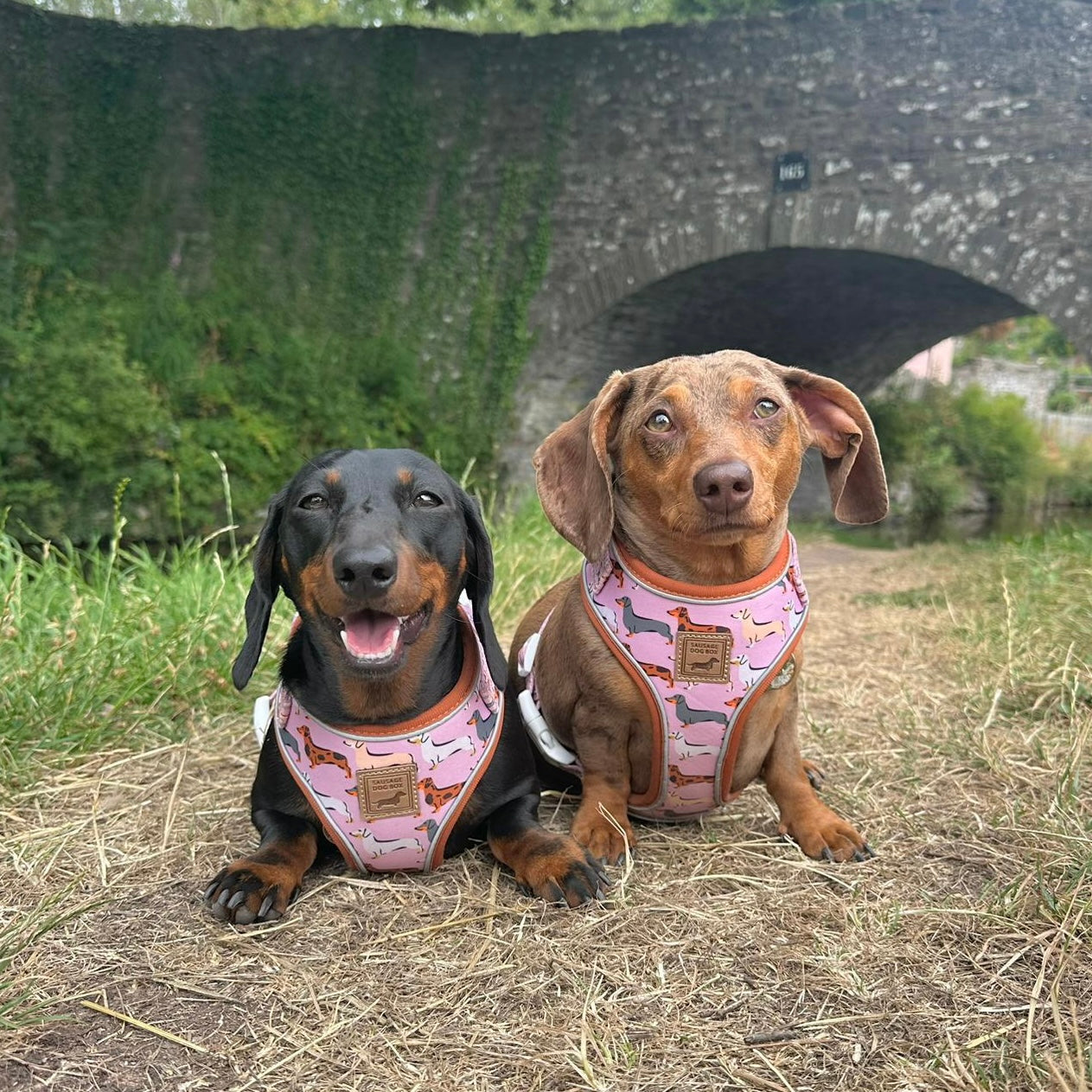 Pink Sophisticated Sausage Dachshund Anti-Rub Harness