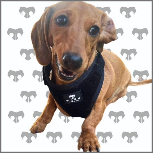 BARK AVENUE Luxury Adjustable Harness - Black Velvet