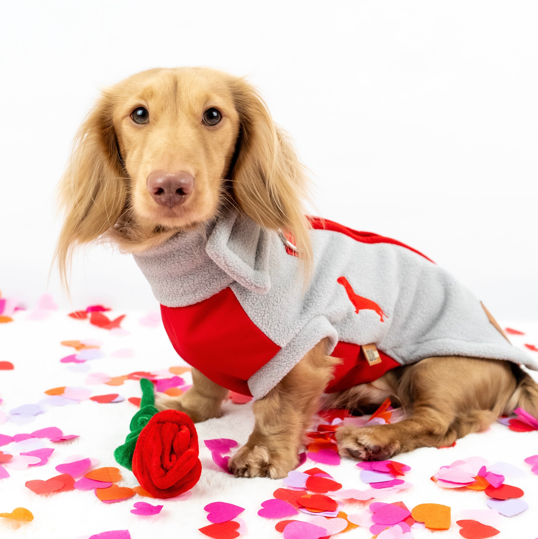 Cupids Kiss Waterproof Dachshund Harness Fleece | Sausage Dog Box DoxieDri