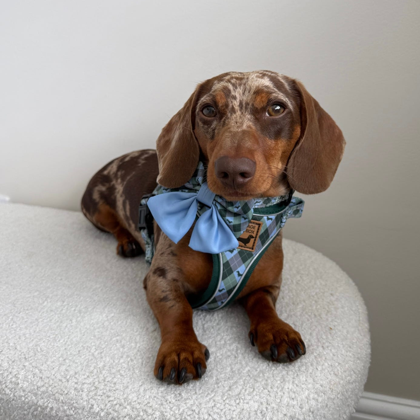 Blue Highland Argyle Dachshund Dog Harness