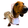 Load image into Gallery viewer, Pink Starburst Dachshund Naked Waterproof Rain Mac/Coat With Hood
