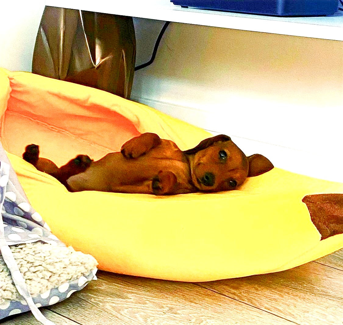 Sausage Dog Box Banana Cave Bed - SMALL
