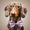 Load image into Gallery viewer, Pink Sophisticated Sausage Dachshund Bow Tie
