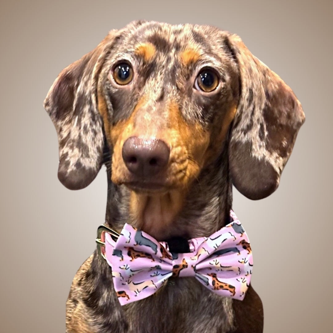Pink Sophisticated Sausage Dachshund Bow Tie