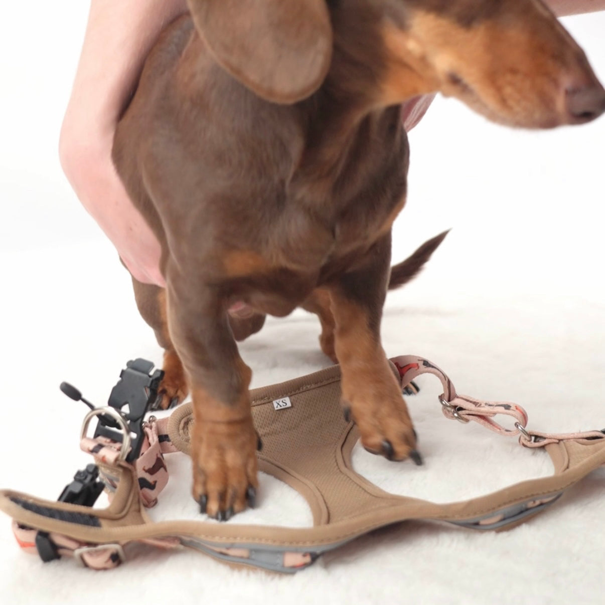 Doxie StepMag Step-in Magnetic Dachshund Harness - Sophisticated Sausage