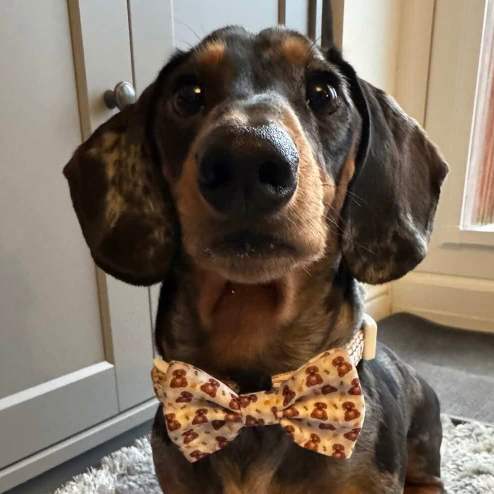 Honey Bear Cute Dachshund Bow Tie