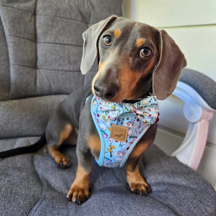 Dachshund Wonderland Anti-Rub Sausage Dog Harness
