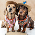 Load image into Gallery viewer, Howdy Cowgirl Pink Cow Dachshund Dog Harness AntiRub & Adjustable
