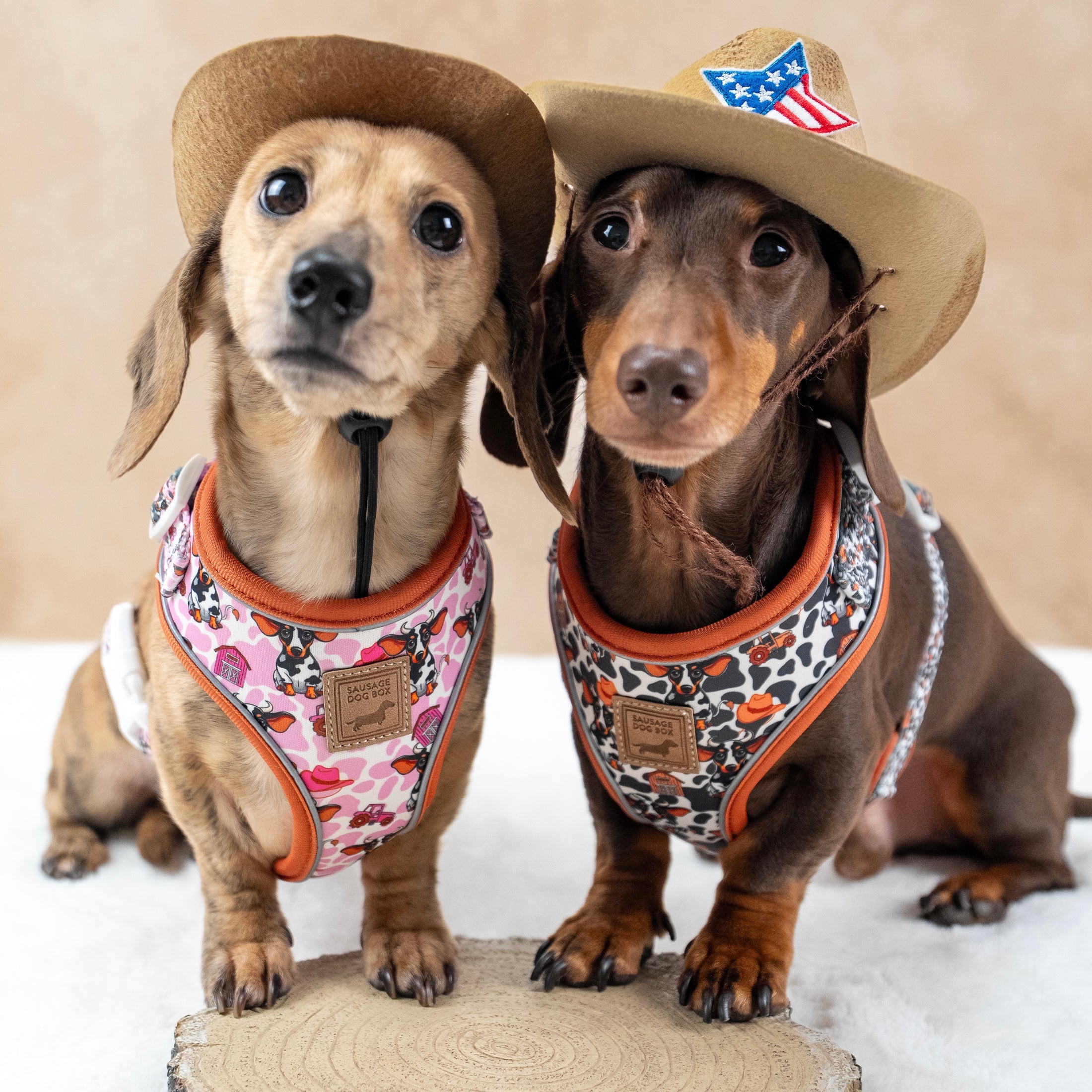 Howdy Cowgirl Pink Cow Dachshund Dog Harness AntiRub & Adjustable
