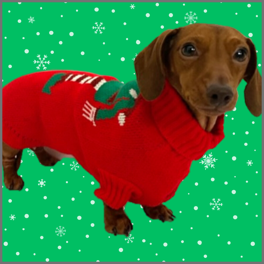 Sausage Dog Box Dachshund Christmas Elf Jumper