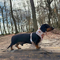 Load image into Gallery viewer, Honey Bear DoxieLite Sausage Dog Anti-Rub Harness
