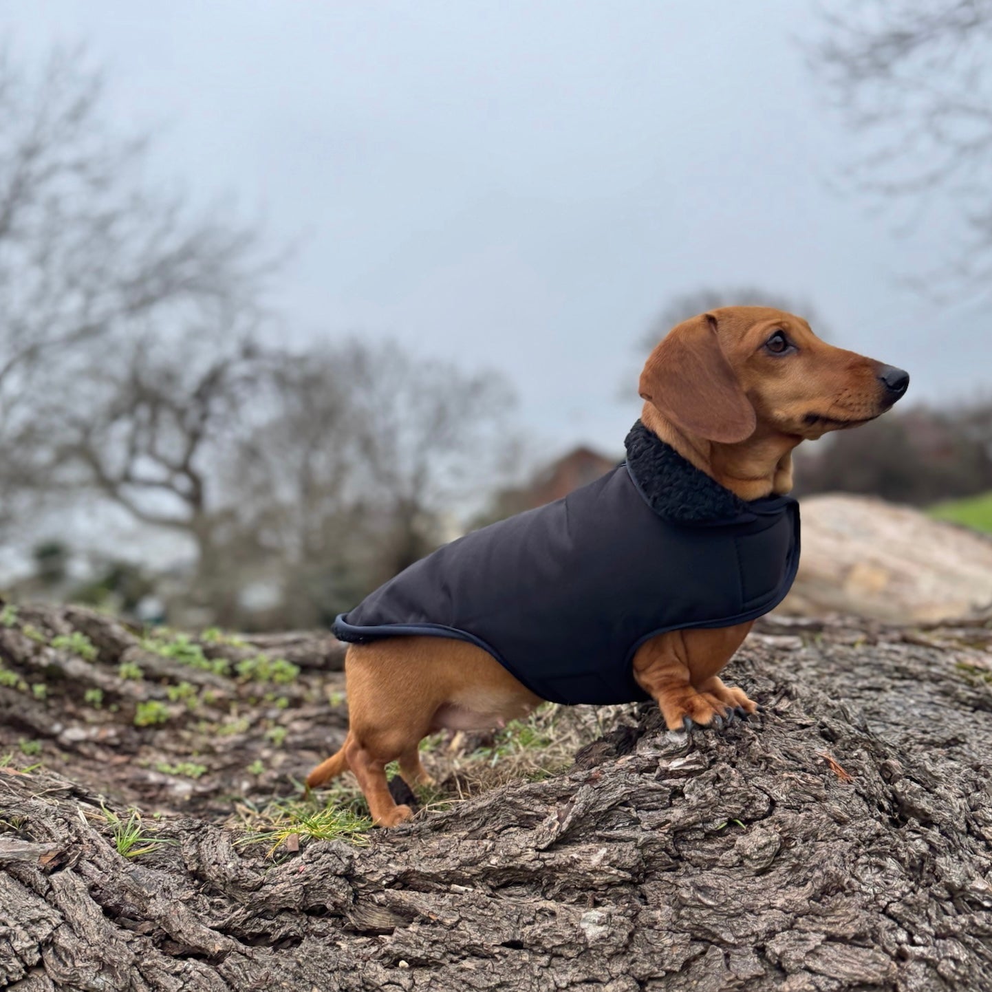 Black Cougar Sherpa Lined Dachshund Dog Coat / Parker Jacket For Sausage Dogs