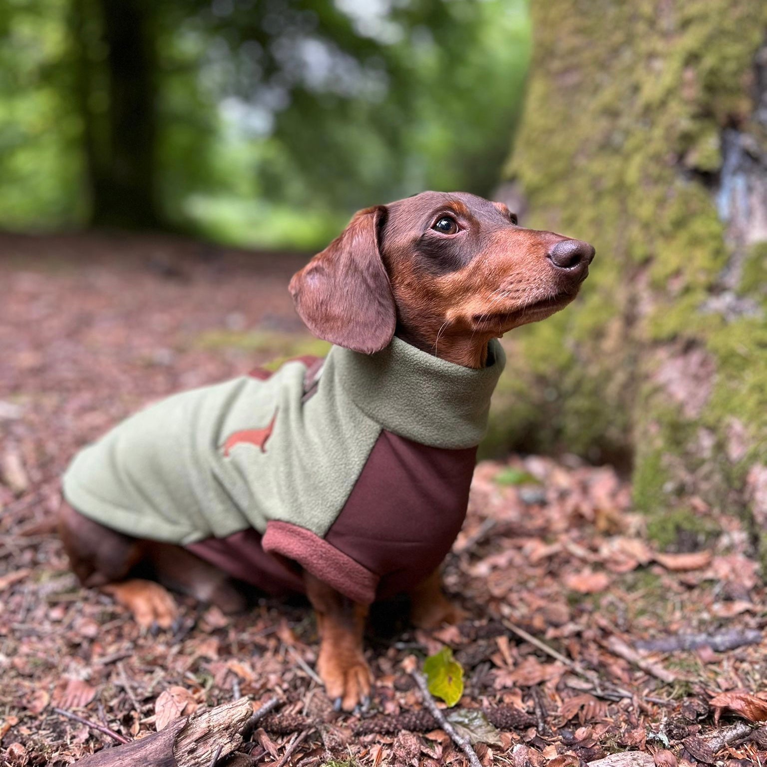 Pistachio Waterproof Dachshund Harness Fleece | DoxieDri by Sausage Dog Box