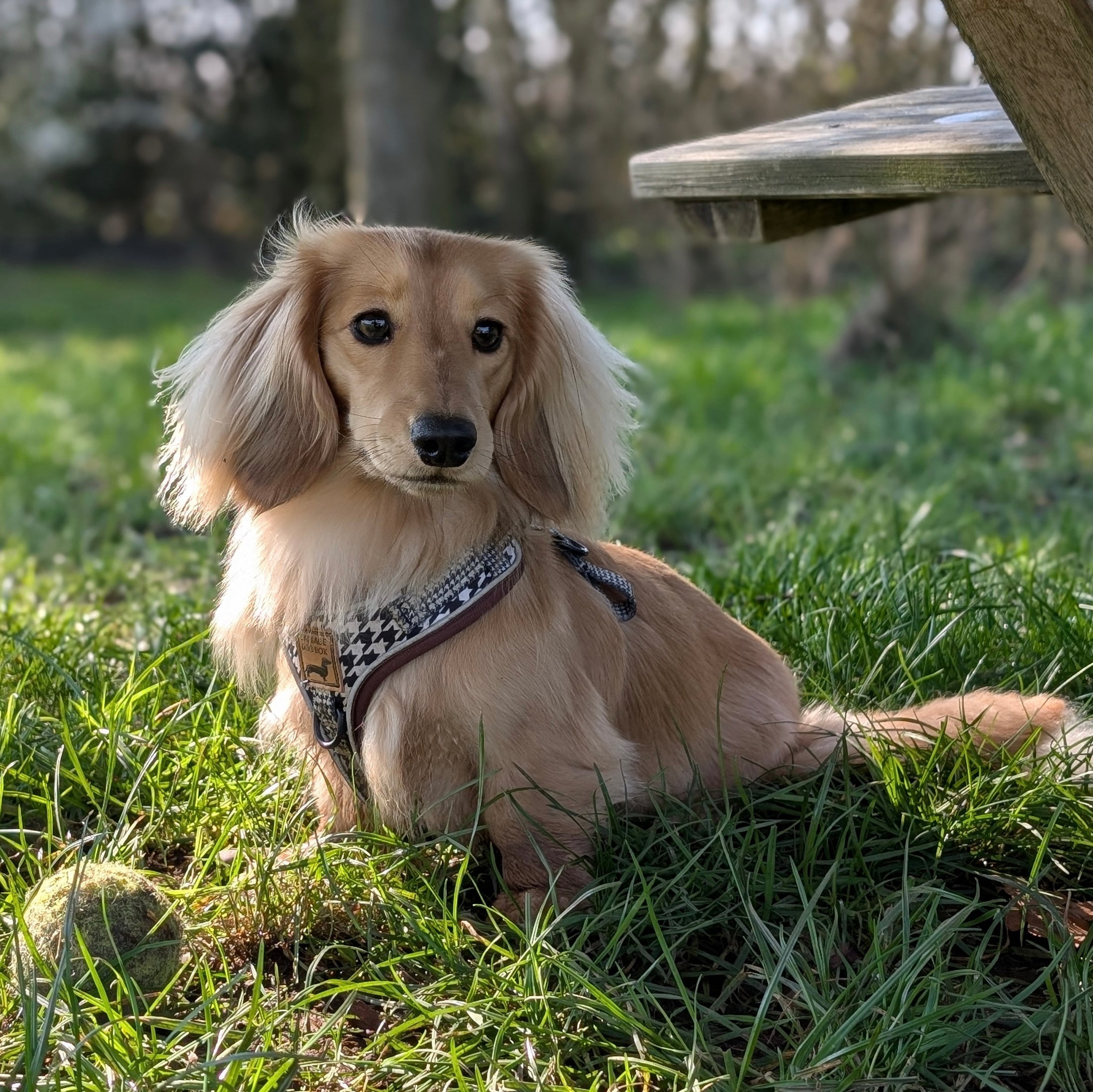 Houndstooth Anti-Rub Dachshund Harness For Sausage Dogs