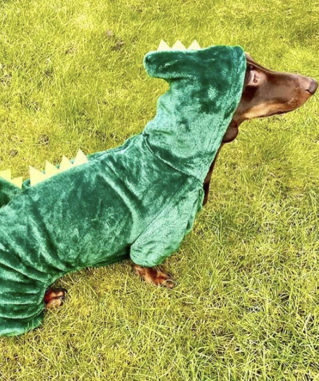 Sausage Dog Box Dachshund Dinosaur Outfit