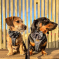 Load image into Gallery viewer, Twilight Doxie Sausage Dog Anti-Rub Harness
