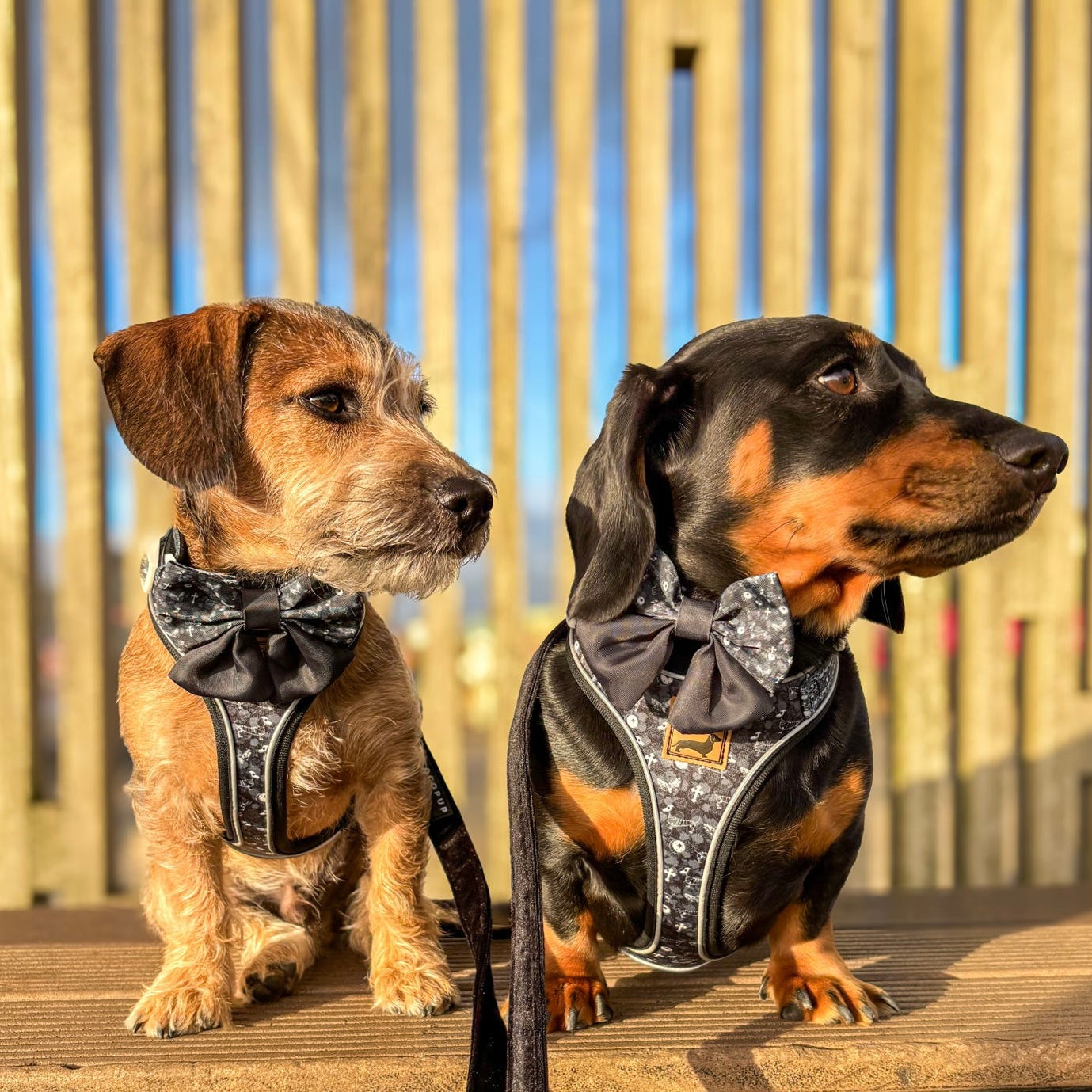 Twilight Doxie Sausage Dog Anti-Rub Harness