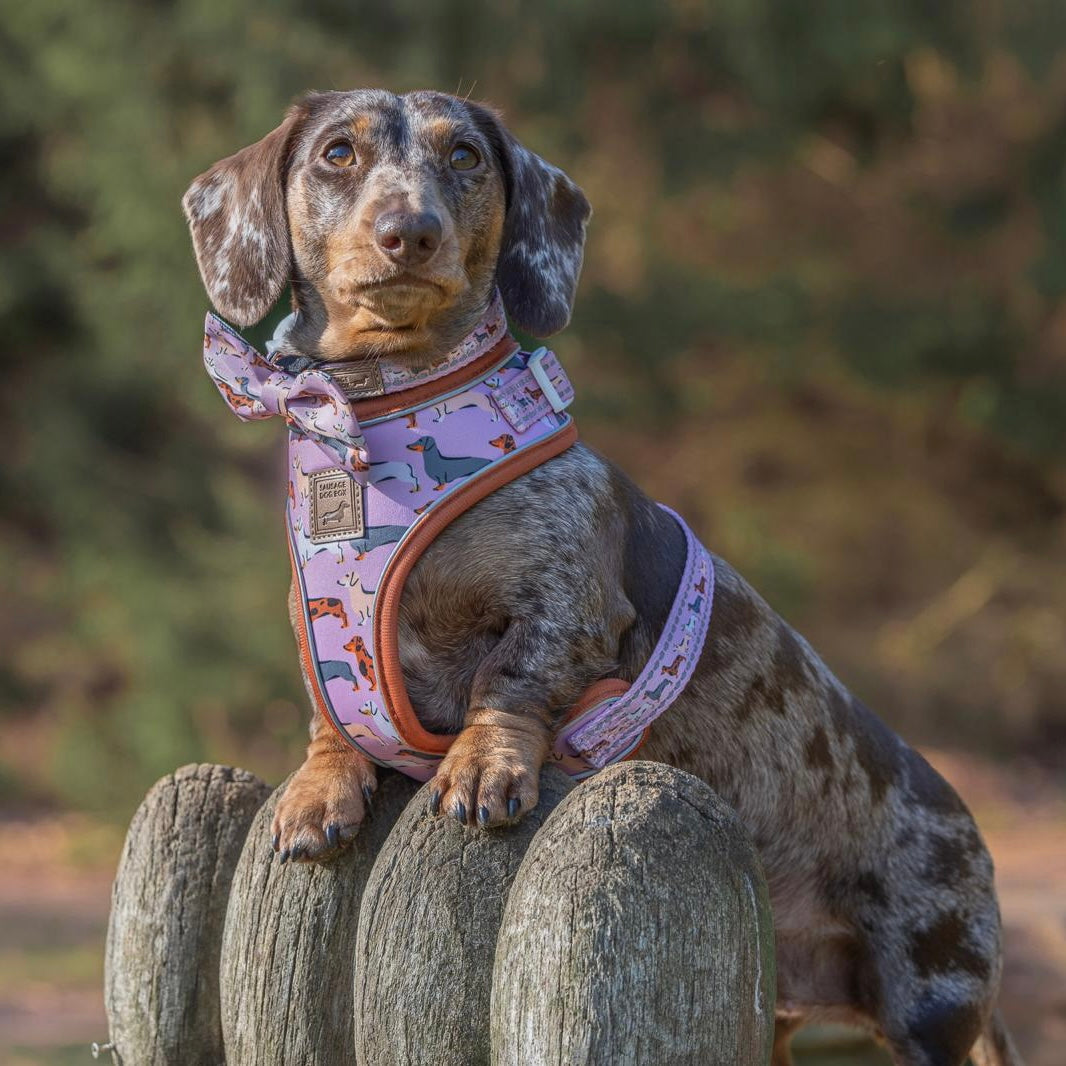 Pink Sophisticated Sausage Dachshund Anti-Rub Harness