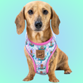 Load image into Gallery viewer, Under The Dox-Sea Anti-Rub Dachshund Harness
