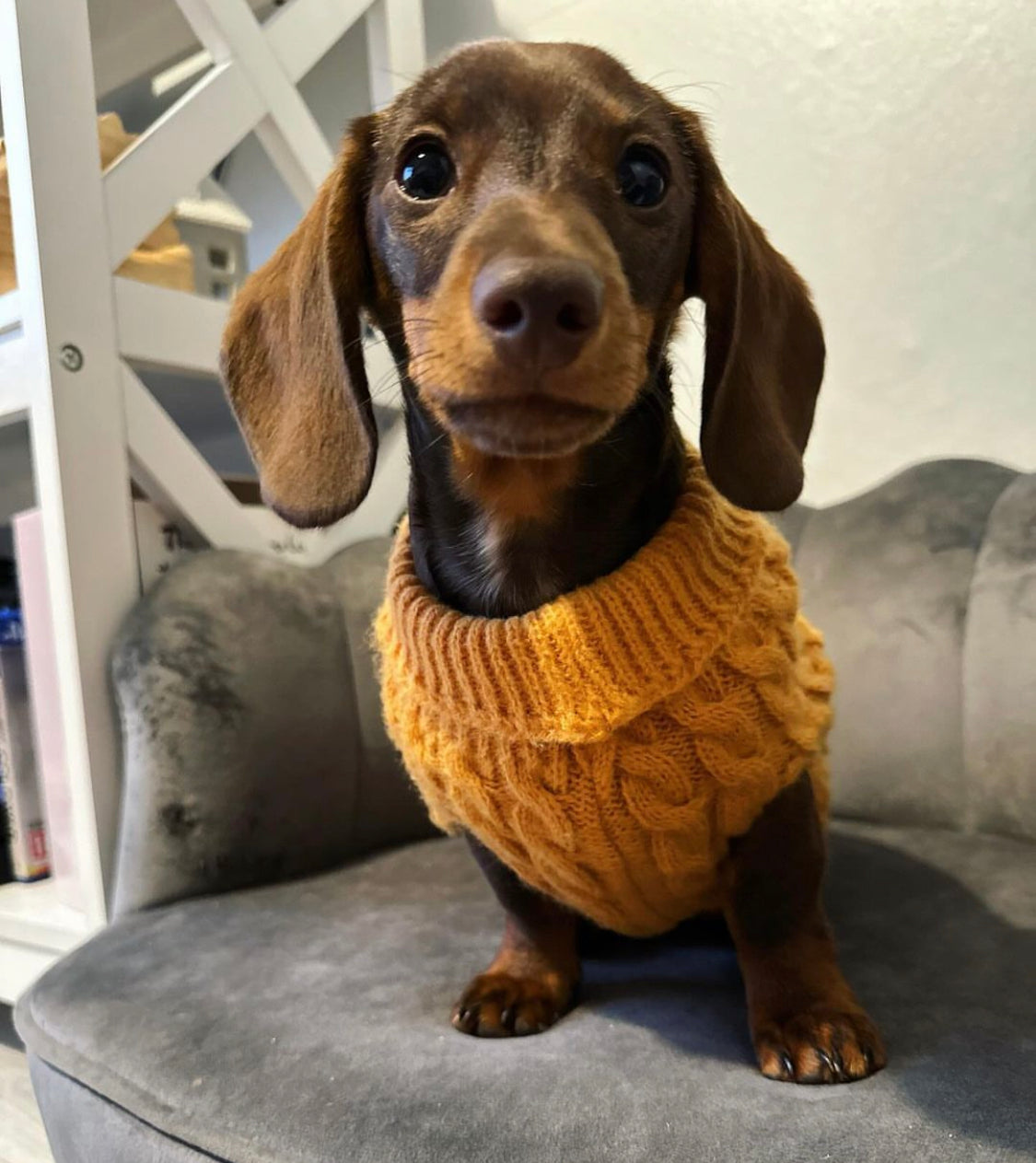 Honey Pie Luxury Cable Knit Dachshund Jumper - Sausage Dog Box