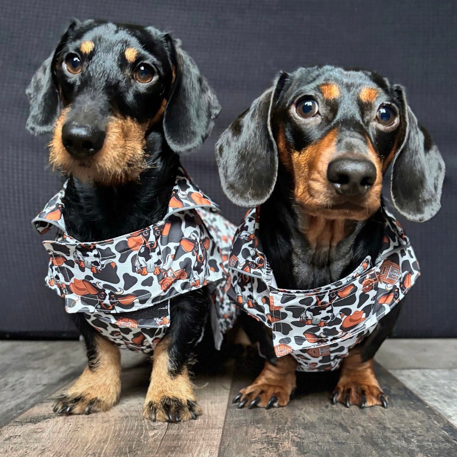 Howdy Cowboy 'Dach-A-Mac' Dachshund Rain Mac In Bag Sausage Dog Box Coat