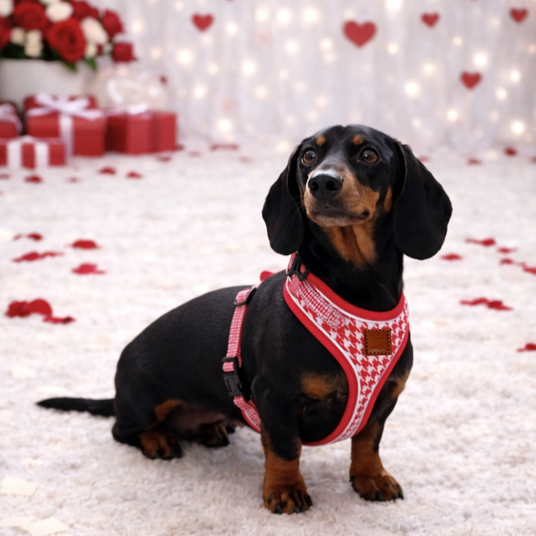 Red Houndstooth DoxieLite Dachshund Harness