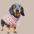 Load image into Gallery viewer, Beige Sophisticated Sausage Long Dog Zipper Dachshund Fleece Jumper / Sweater
