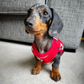 Load image into Gallery viewer, ‘Red Panda’ Sausage Dog Box Puppy Pj Jumper

