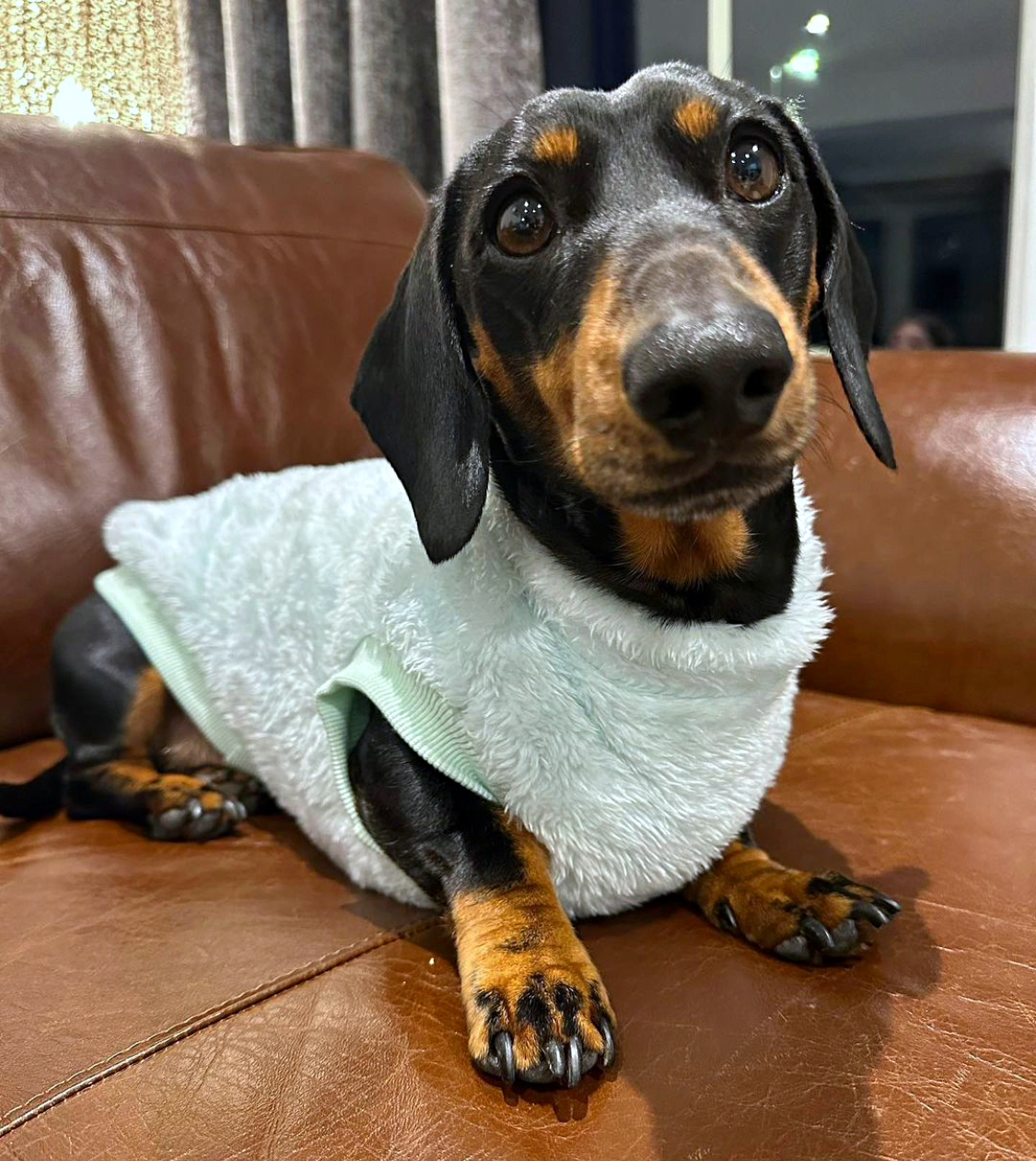 Frosty Mint Green Dachshund Snuggle Fleece - Sausage Dog Box Jumper