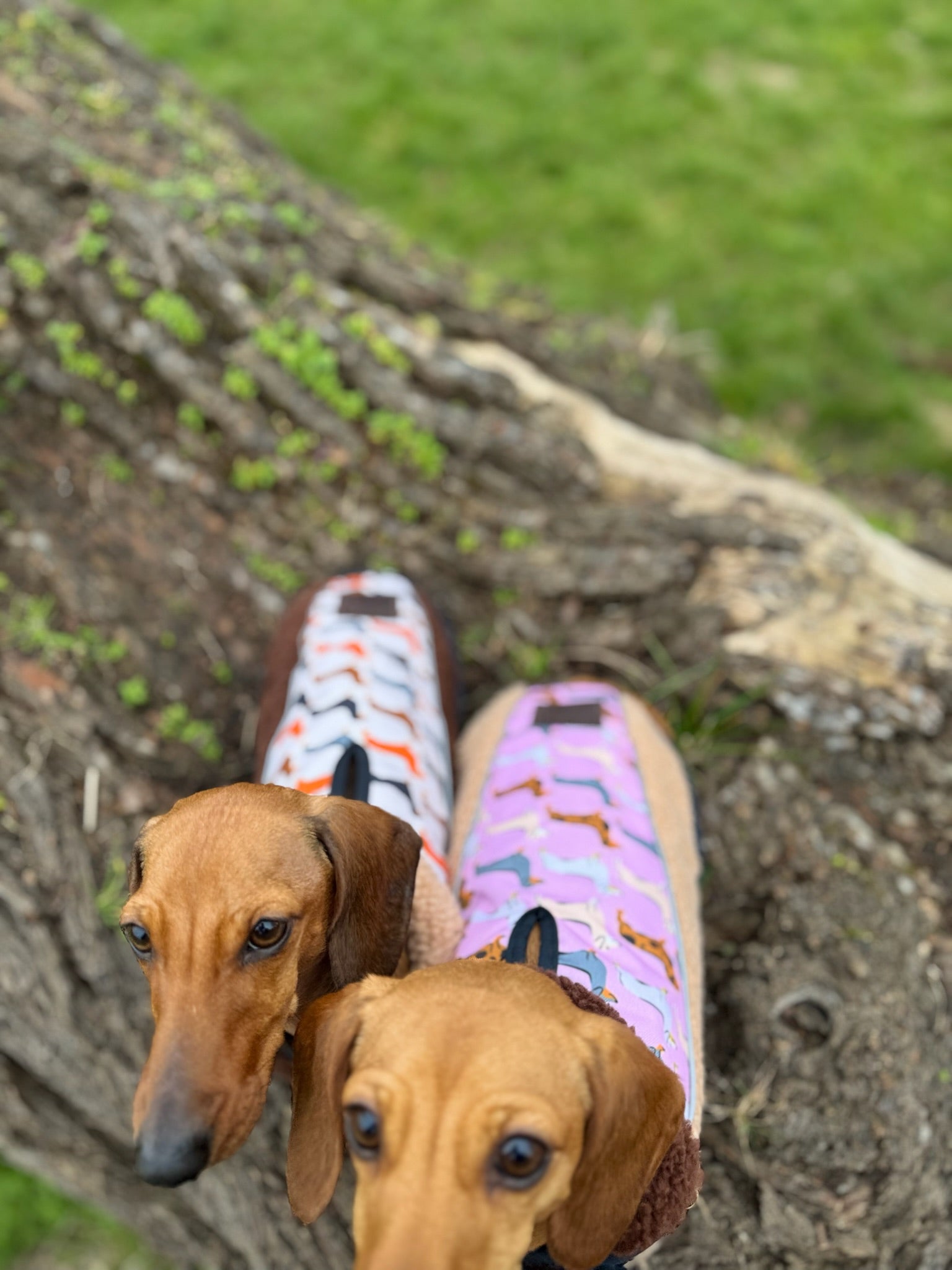 Beige Sophisticated Sausage Sherpa Fleece Dachshund Dog Coats