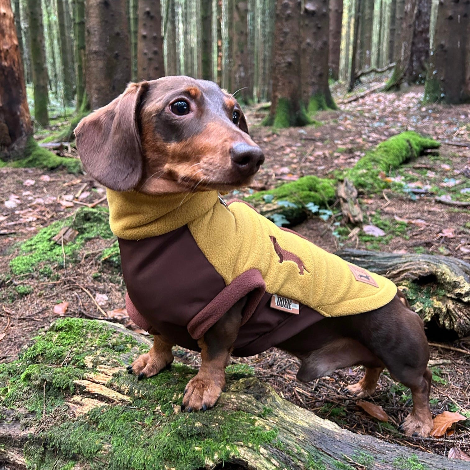 Golden Acorn Waterproof Dachshund Harness Fleece | Sausage Dog Box DoxieDri