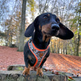 Load image into Gallery viewer, Action-Dax Anti-Rub Dachshund Harness
