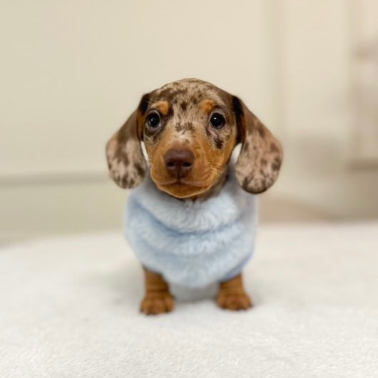 XXS Tiny Puppy Snuggle Dachshund Fleece - 20cm / 8inch Back | Sausage Dog Box