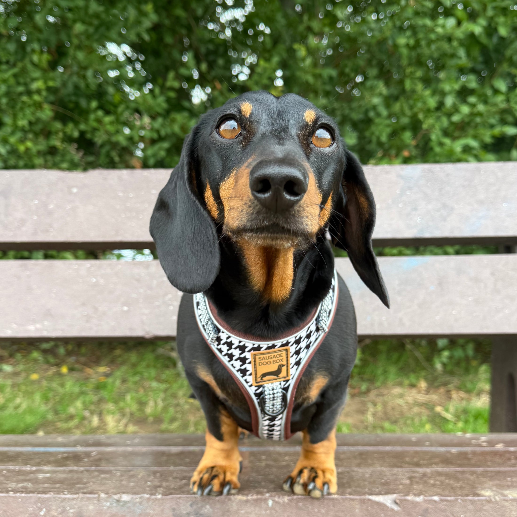 Houndstooth Anti-Rub Dachshund Harness For Sausage Dogs